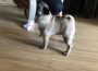 mops05a1589979123