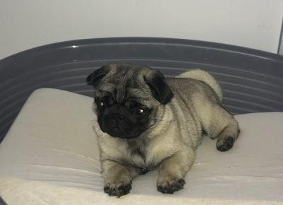 mops1a1589979114