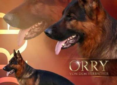 nemackiovcar01a1590951518