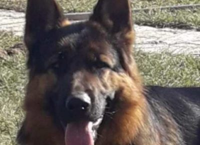 nemackiovcar02a1590951520