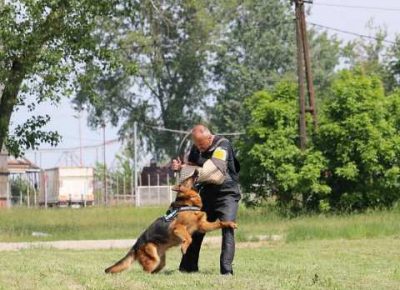 nemackiovcar03a1590951519