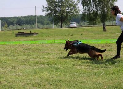 nemackiovcar04a1590951520