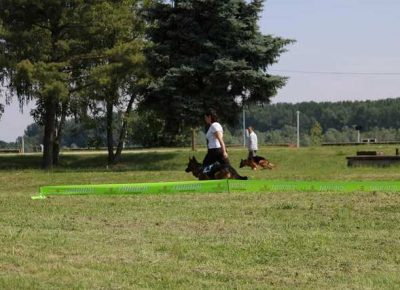 nemackiovcar05a1590951520