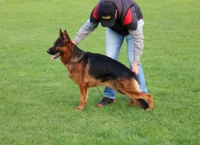 nemackiovcar06a1590951519