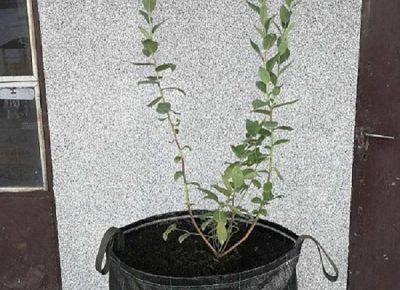 VreceodagrotekstilaiSupstratzaborovnicu1592611017