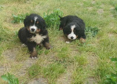 bernskiplan11592119776