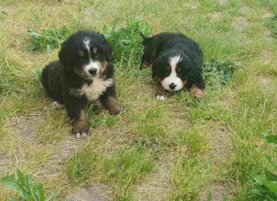 bernskiplan31592119776