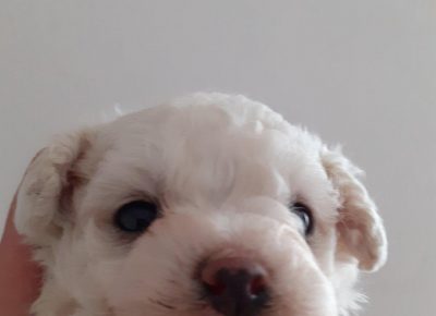 bišššo31591720436