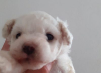 bišššo41591720436