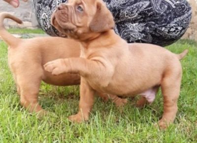 bordoskadoga01a1592344647