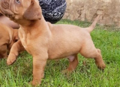 bordoskadoga02a1592344649