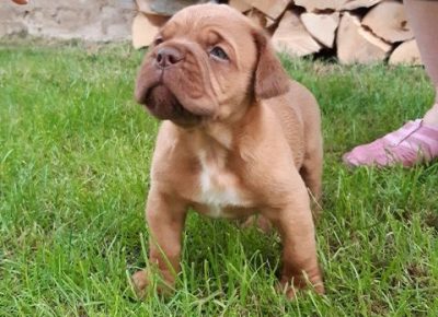 bordoskadoga04a1592344648