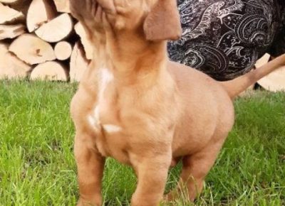 bordoskadoga07a1592344648