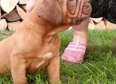 bordoskadoga09a1592344649