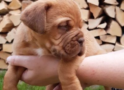 bordoskadoga10a1592344649