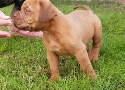 bordoskadoga11a1592344650