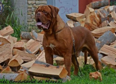 bordoskadoga12a1592344675