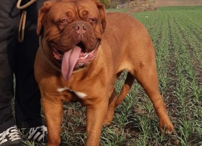 bordoskadoga13a1592344679