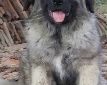 sarplaninci011591979543