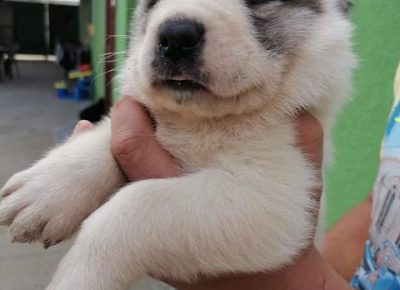 srednjeazijskiovcar01a1591539943