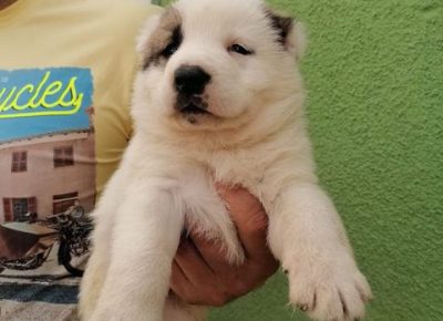 srednjeazijskiovcar03a1591539944