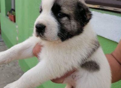 srednjeazijskiovcar05a1591539944