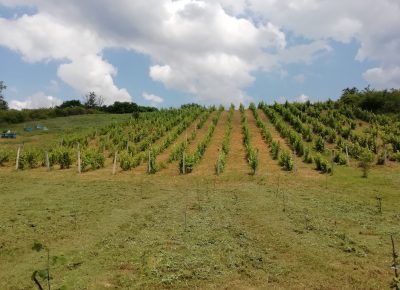 IMG202007061153191594384568