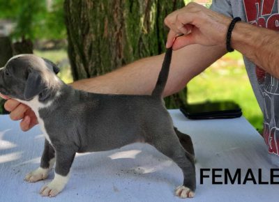 astplavi101595338288