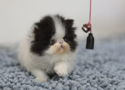 cicalapovo21594832278