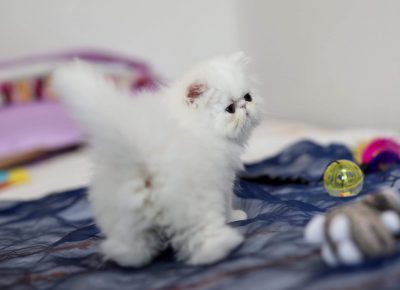 cicalapovo31594832279