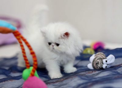 cicalapovo41594832279