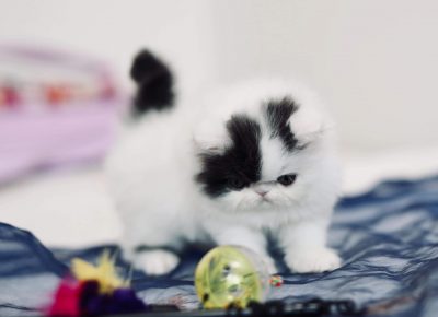 cicalapovo51594832278