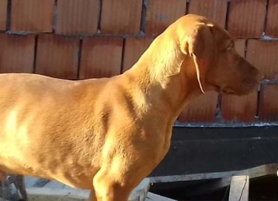 madjarskavizla011595858287