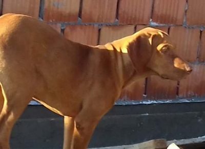 madjarskavizla051595858288