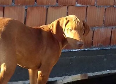 madjarskavizla061595858289