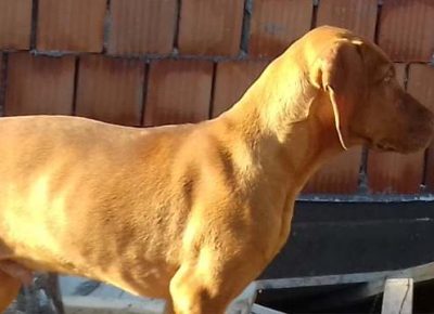 madjarskavizla071595858288