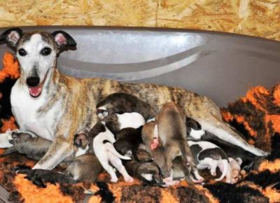 maliengleskihrt021593964217