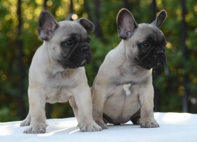 4NebojasaZ1598529147