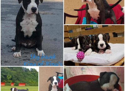 ASThekeba31598272588