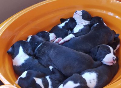 ASTjelena101598272588