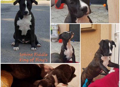 ASTjelena41598272589