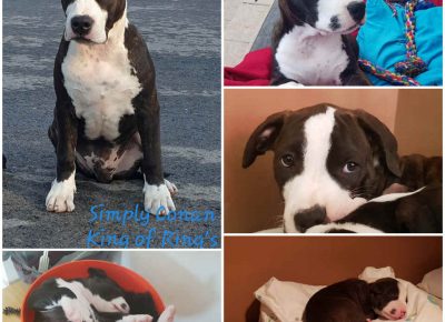 ASTjelena51598272591