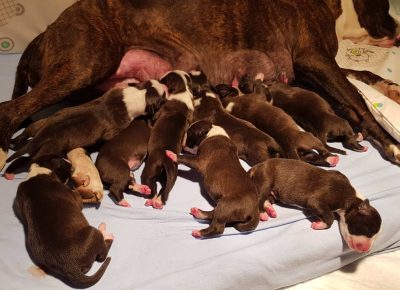 ASTjelena61598272591