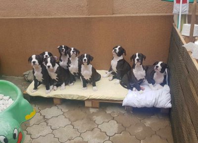 ASTjelena71598272590