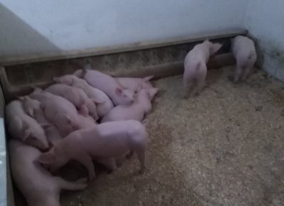 IMG0f7b5b2dca9dfb924ecce32512d796dcV1598356559