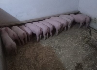 IMGeefefef02cf1397c6d33b1854f784da6V1598356543