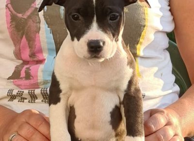 aststubline21598459377