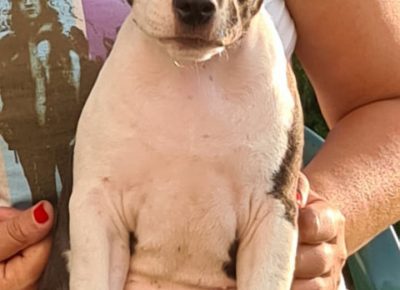 aststubline31598459377