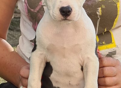 aststubline41598459376