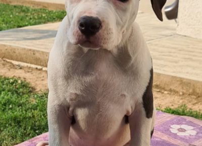 aststubline51598459376